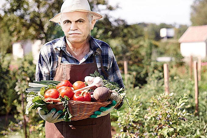 Zygmunt Solorz zbiera warzywa na swojej działce warzywno rekreacyjnej